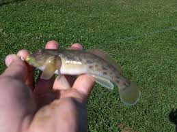 goby *