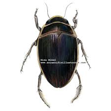 diving beetles
