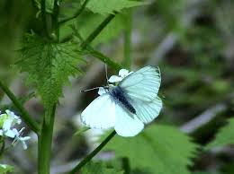 les papillions