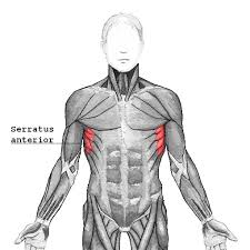 musculus trapezius