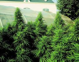 sensi seed