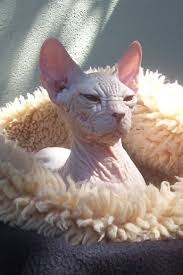 o gato mais feio do mundo