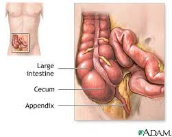 appendix in the body