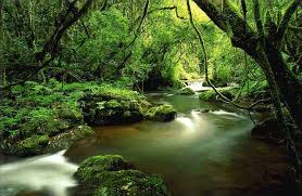forest