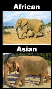 asian elephant pictures