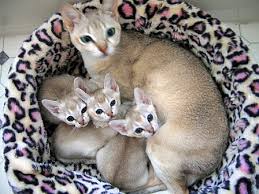 cats and kittens for sale