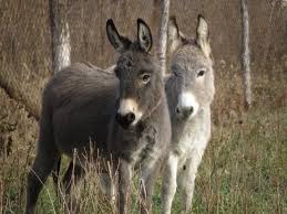 miniture donkey
