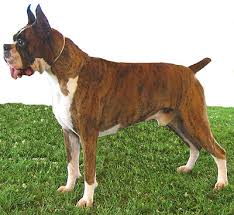 brindle boxer