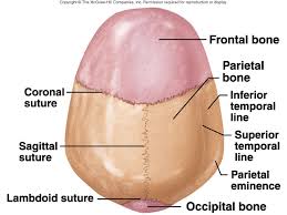 cranial bones