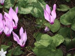 cyclamens