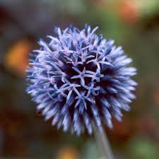 thistle pictures