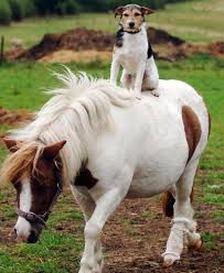BƯỚC  CHÂN TRÊN NÚI TUYẾT Freddie-on-shetland-pony