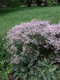 goniolimon tataricum