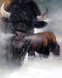 american bison