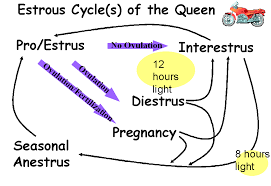 estrous cycle