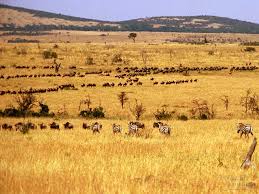 savanna climate