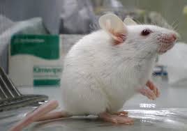 mice lab