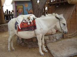 funny pictures of animals
