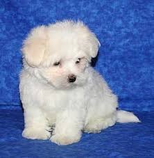 maltese pics