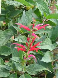 sage pineapple