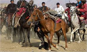 afghan horse