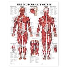 muscular system anatomical chart