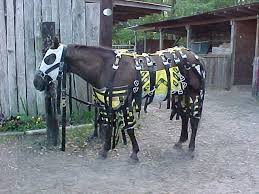 large animal pictures
