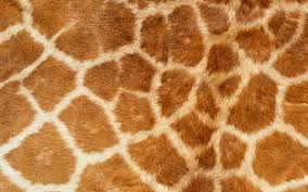 animal skin wallpaper