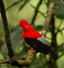 bird peru