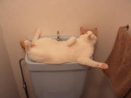 cat sink