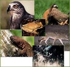 fauna de mexico