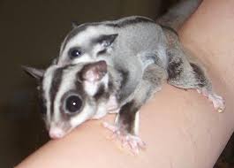 sugar glider pets