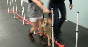 dog weave poles