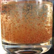 daphnia fish food