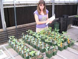 watermelon seedlings