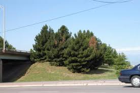 eldarica pine tree