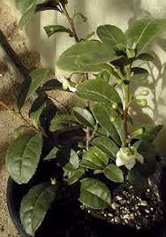 camellia sinensis seed
