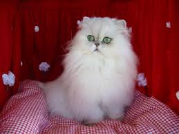 long hair cat breeds
