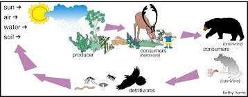 forest food chains