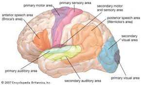 human brain