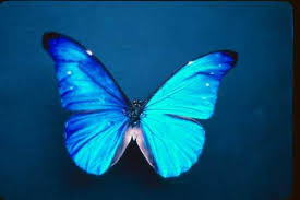 butterfly images