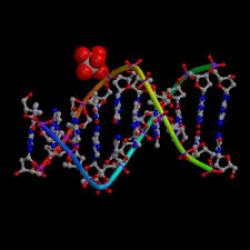 الهندسة الجينية B-DNA