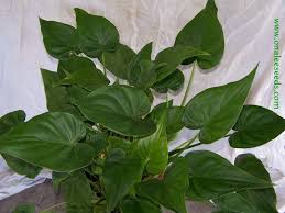 alocasia cucullata