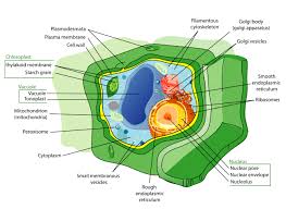 $$plant cell$