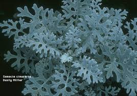 senecio