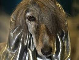 afghan hound dog