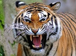 teeth tiger