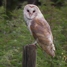 barn owls