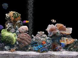 fond d ecrans aquarium