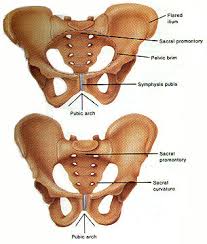 pelvic bone